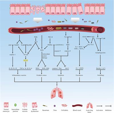 Advancements in the study of acute lung injury resulting from intestinal ischemia/reperfusion